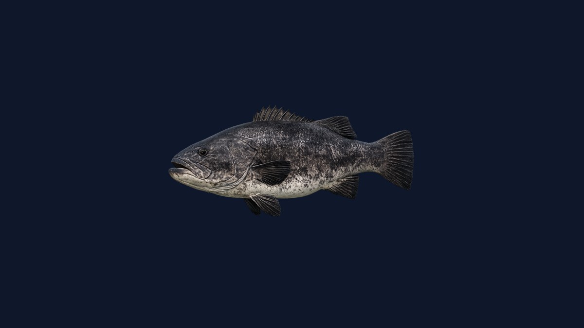 Giant sea bass studio illustration — massive dark-spotted grouper-like fish profile against a light background.