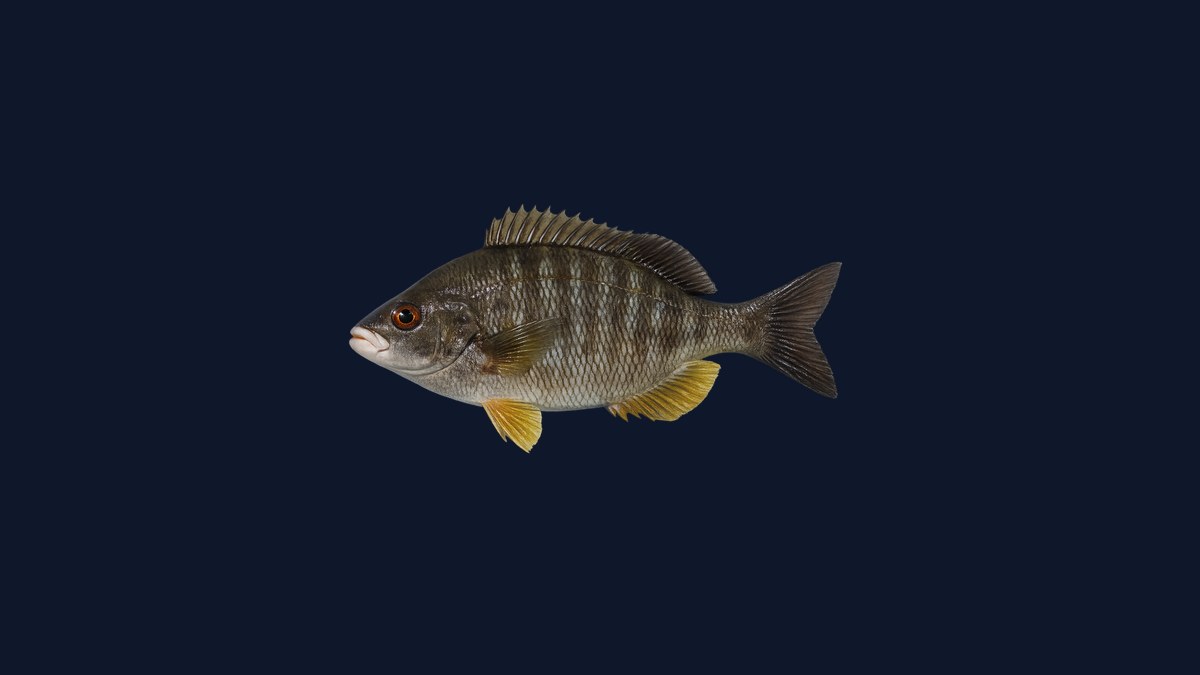 Black perch (Embiotoca jacksoni) studio illustration — dusky dark-sided surfperch with orange-scale detail against a light background.