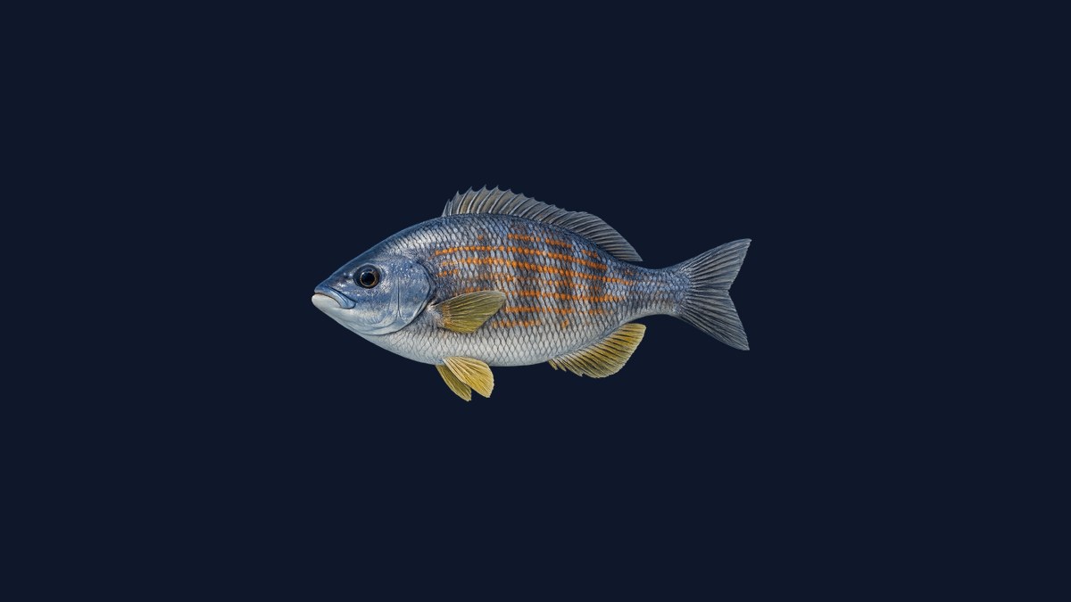 Striped seaperch (blue perch) studio illustration — elongated surfperch with horizontal blue and orange stripes against a light background.