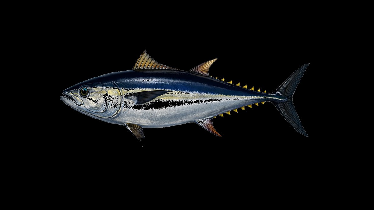 Pacific bluefin tuna studio illustration — dark blue back, silver flanks, yellow finlets — against a black background.