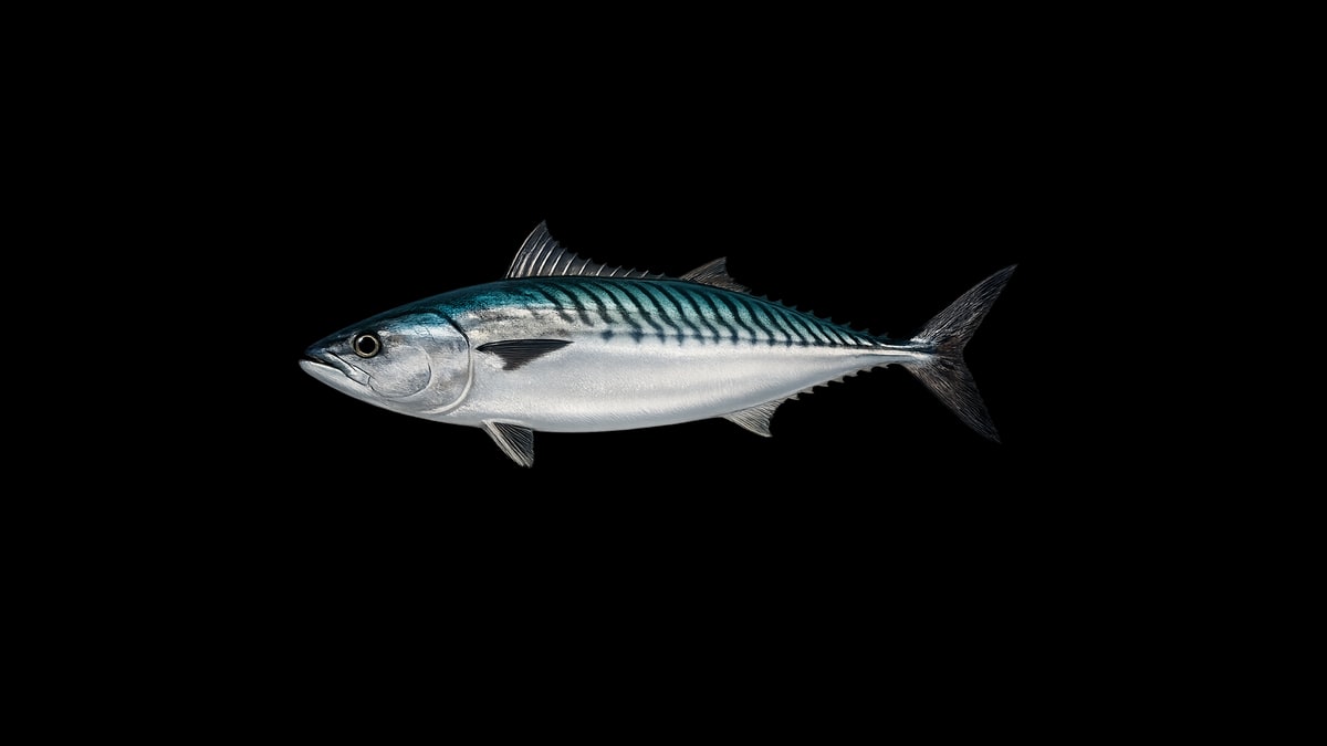 Pacific bonito studio illustration — slim silvery tuna-family fish with dark oblique stripes along the back against a black background.