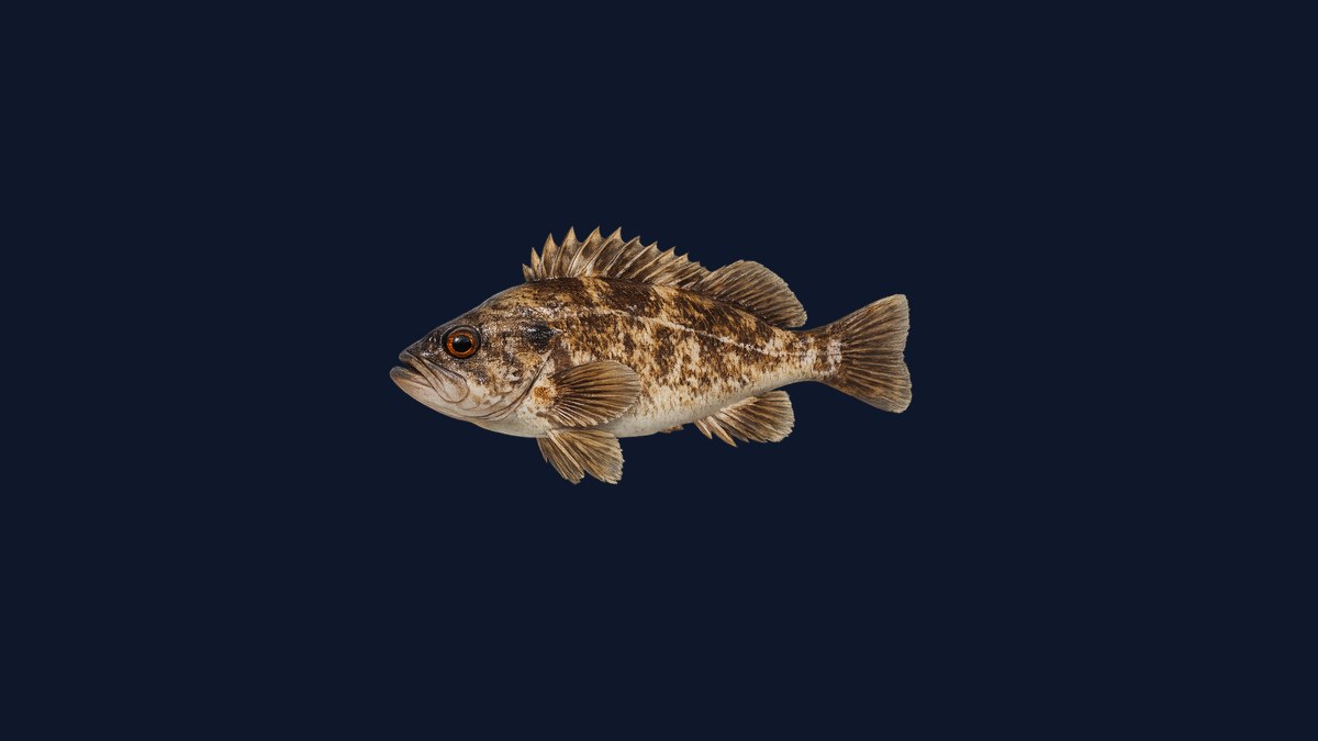 Brown rockfish studio illustration — warm brown body with mottled orange-brown flanks and rockfish spiny dorsal profile against a black background.