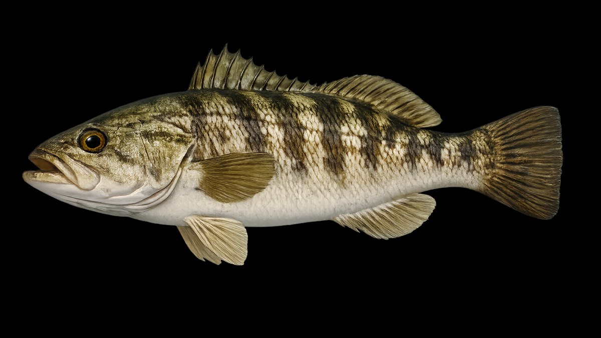 Calico bass studio illustration — mottled green-and-brown kelp bass profile against a light background.