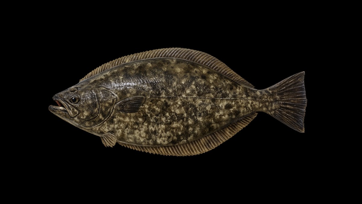 California halibut studio illustration — mottled olive-brown flatfish with both eyes on one side — against a black background.