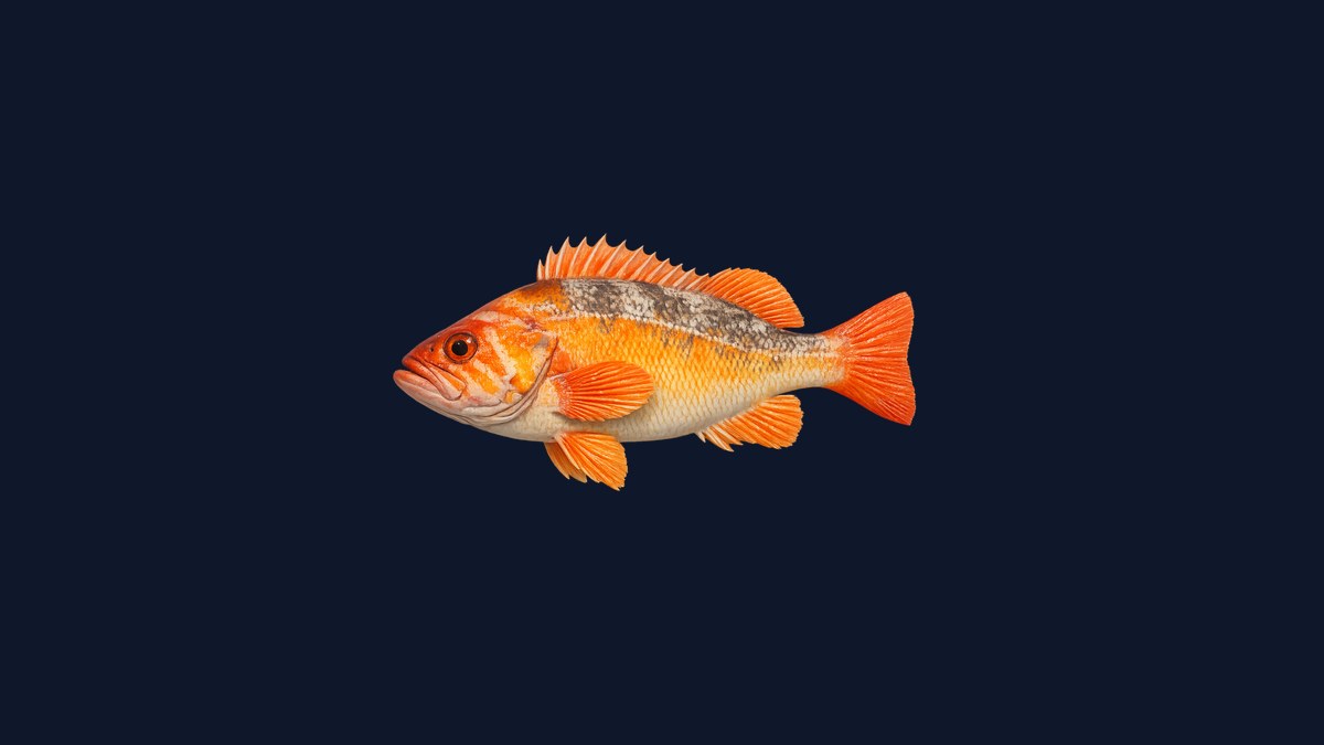 Canary rockfish studio illustration — bright orange-yellow body with three distinct horizontal orange stripes on the head and spiny dorsal fin against a black background.