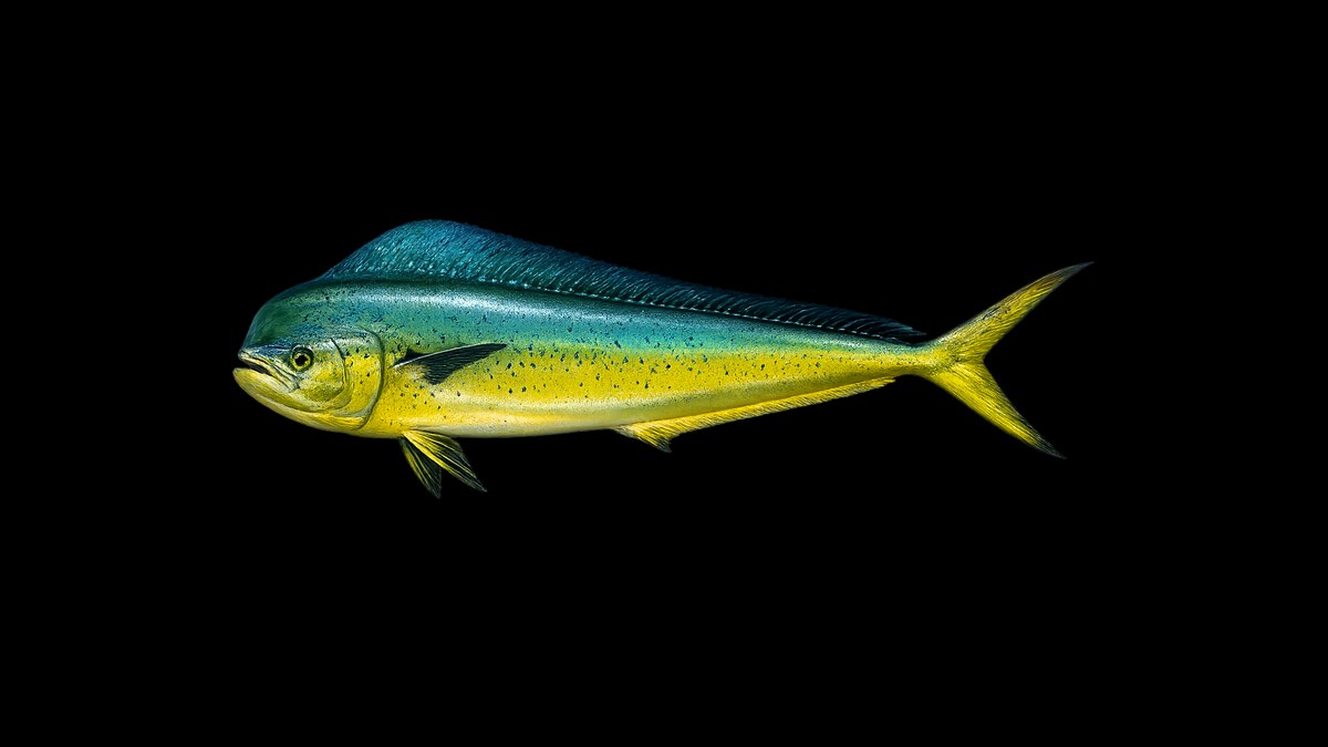 Dorado (mahi-mahi) studio illustration — electric blue back, neon green flanks, gold belly — against a black background.