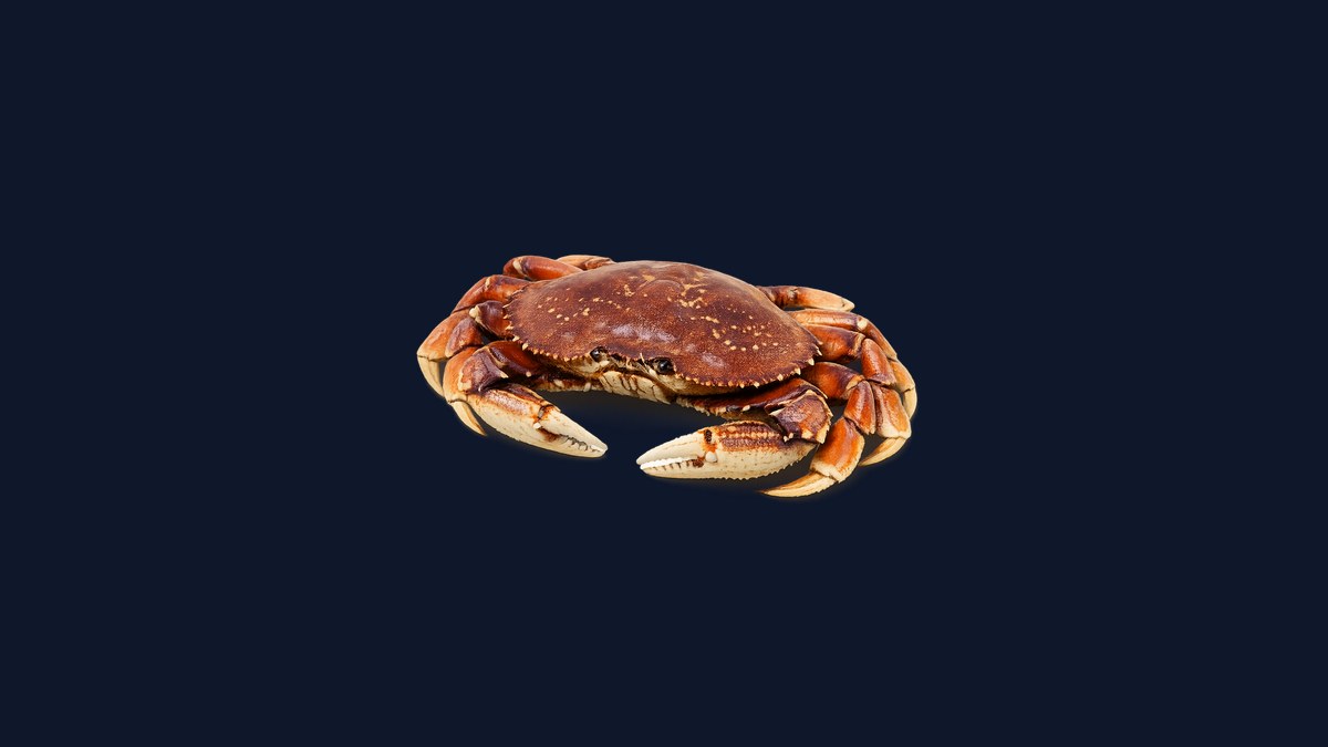 Dungeness crab studio illustration — wide orange-brown carapace with lateral spines and pale-tipped pincers against a black background.
