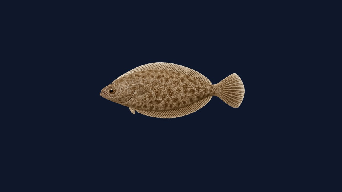 Fantail sole studio illustration — oval flatfish with elongated pectoral fin and sandy-brown coloring against a black background.