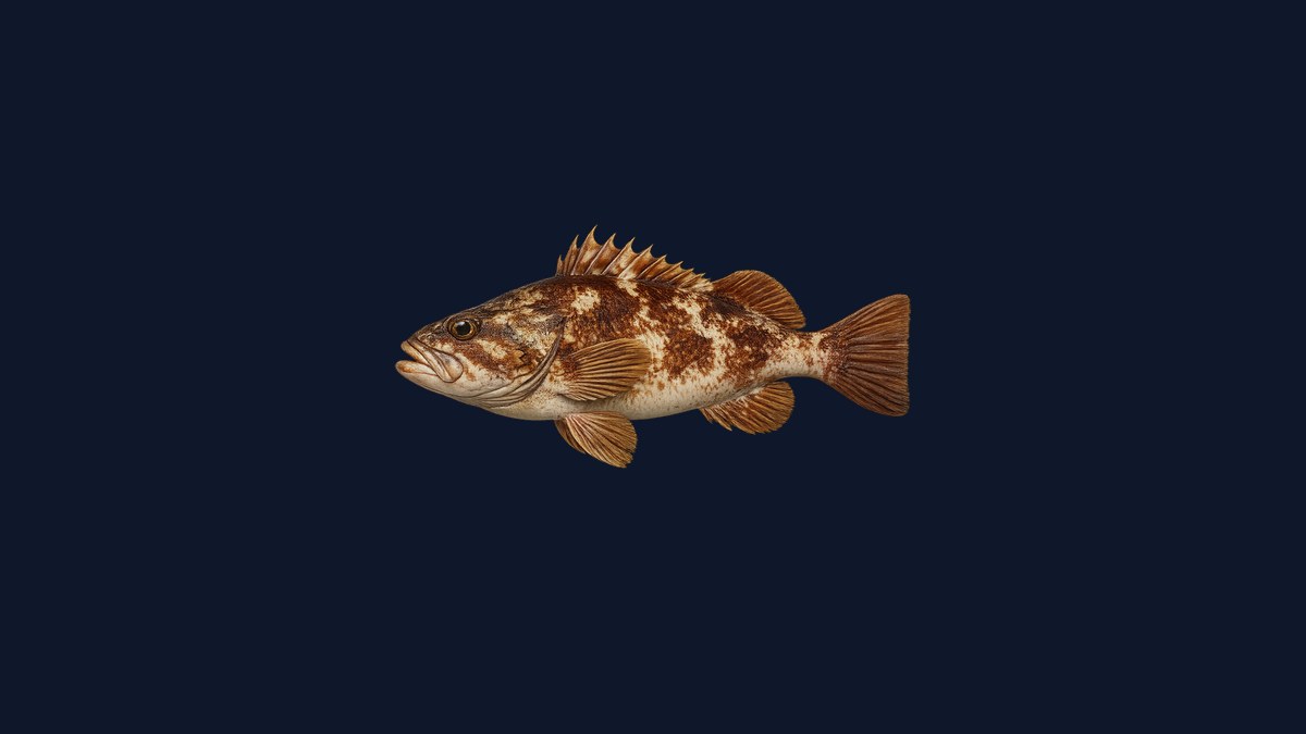 Greenspotted rockfish studio illustration — olive-tan body with distinctive green spotting on the flanks, compact rockfish profile against a black background.