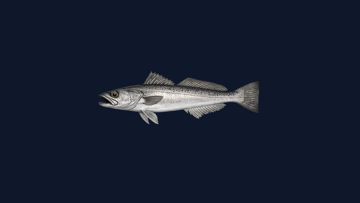 Pacific hake studio illustration — slender silvery fish with a large mouth and two dorsal fins against a dark background.