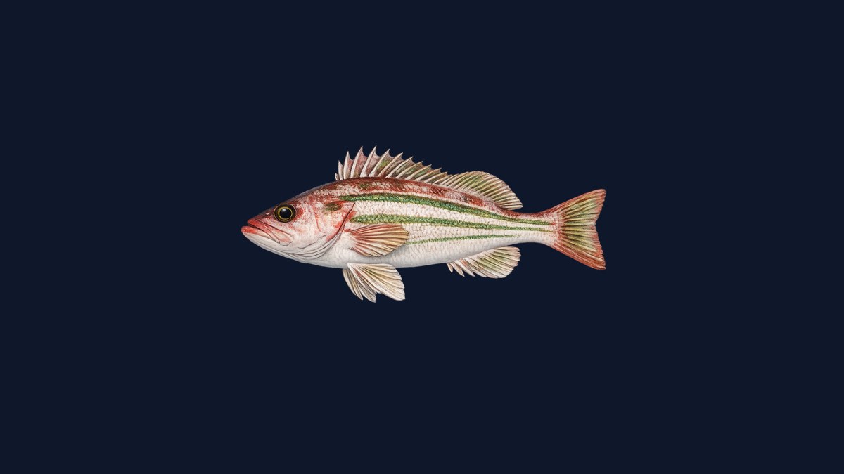 Halfmoon studio illustration — distinctive two-toned fish with dark upper body and bright silver lower half against a light background.