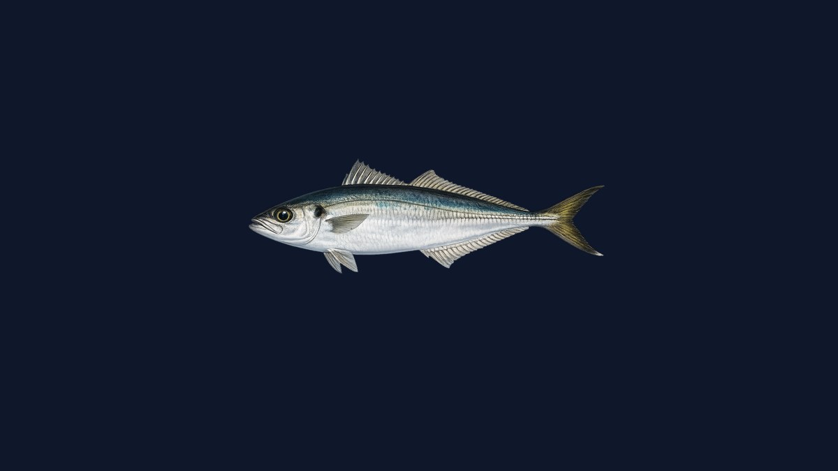 Jack mackerel studio illustration — streamlined carangid fish with a pronounced lateral line scute row and silvery flanks against a dark background.