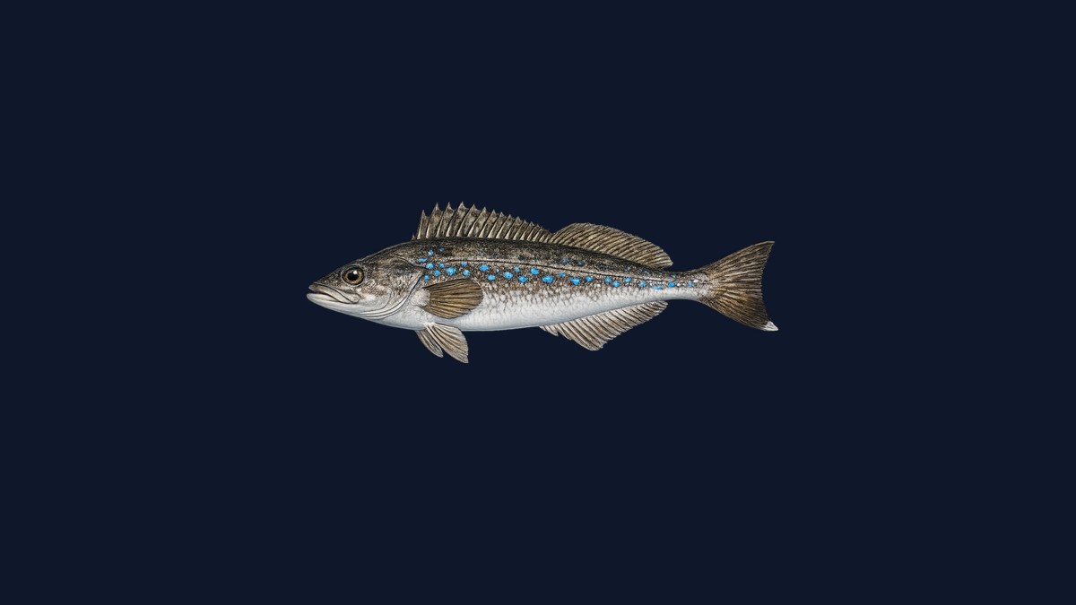 Kelp greenling studio illustration — male with blue-grey spotted pattern and orange fins against a black background.