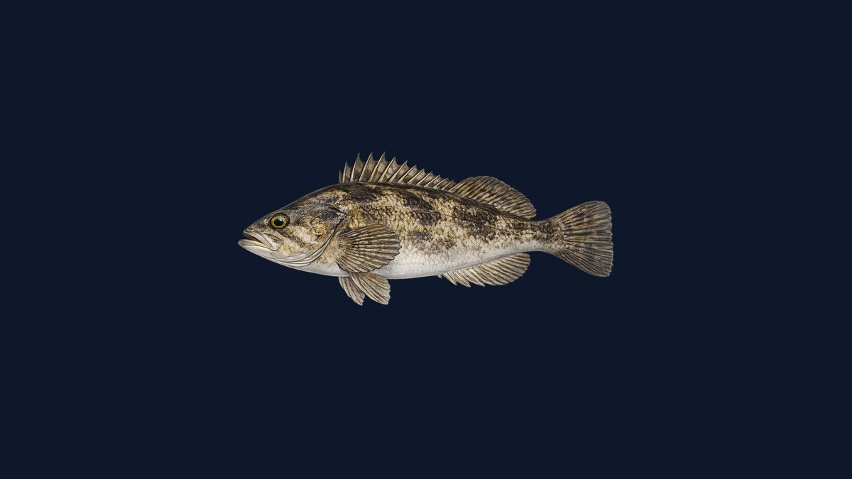 Kelp rockfish studio illustration — olive-green mottled body blending with kelp habitat, compact shallow-water rockfish profile against a black background.