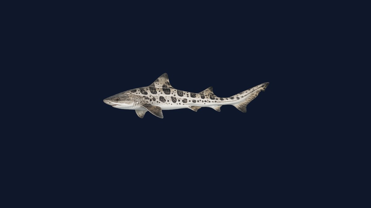 Leopard shark studio illustration — gray shark with dark saddle-shaped bars and spots along the back and sides against a black background.