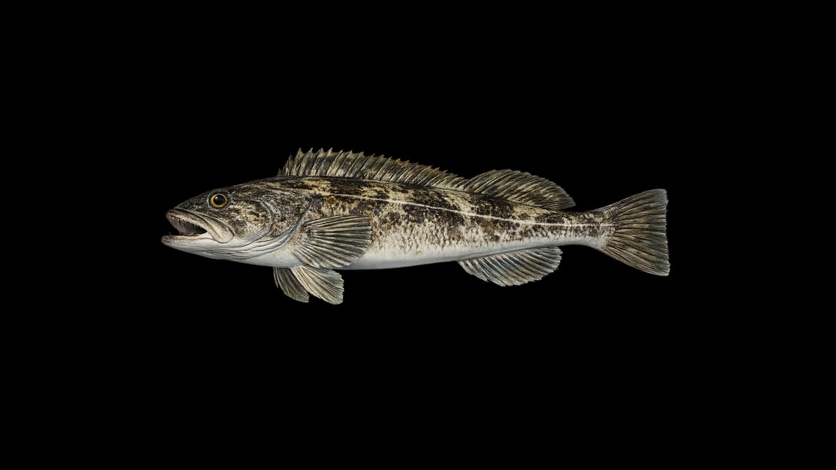 Lingcod studio illustration — elongated greenish-brown predator with prominent teeth and rockfish-like body against a black background.