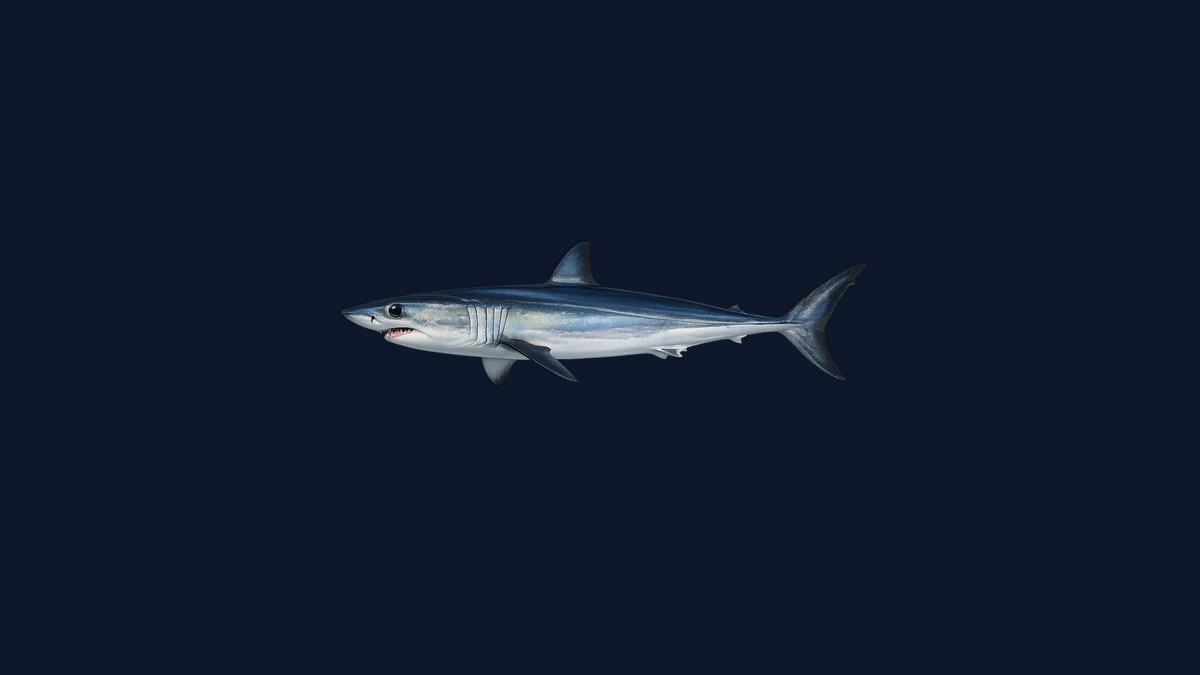 Shortfin mako shark studio illustration — sleek streamlined shark with cobalt-blue back, white belly, and pointed snout against a black background.