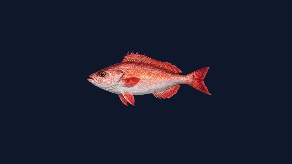 Pacific ocean perch studio illustration — bright red-orange Sebastes with distinct notched symphyseal knob and deep-water body shape against a black background.