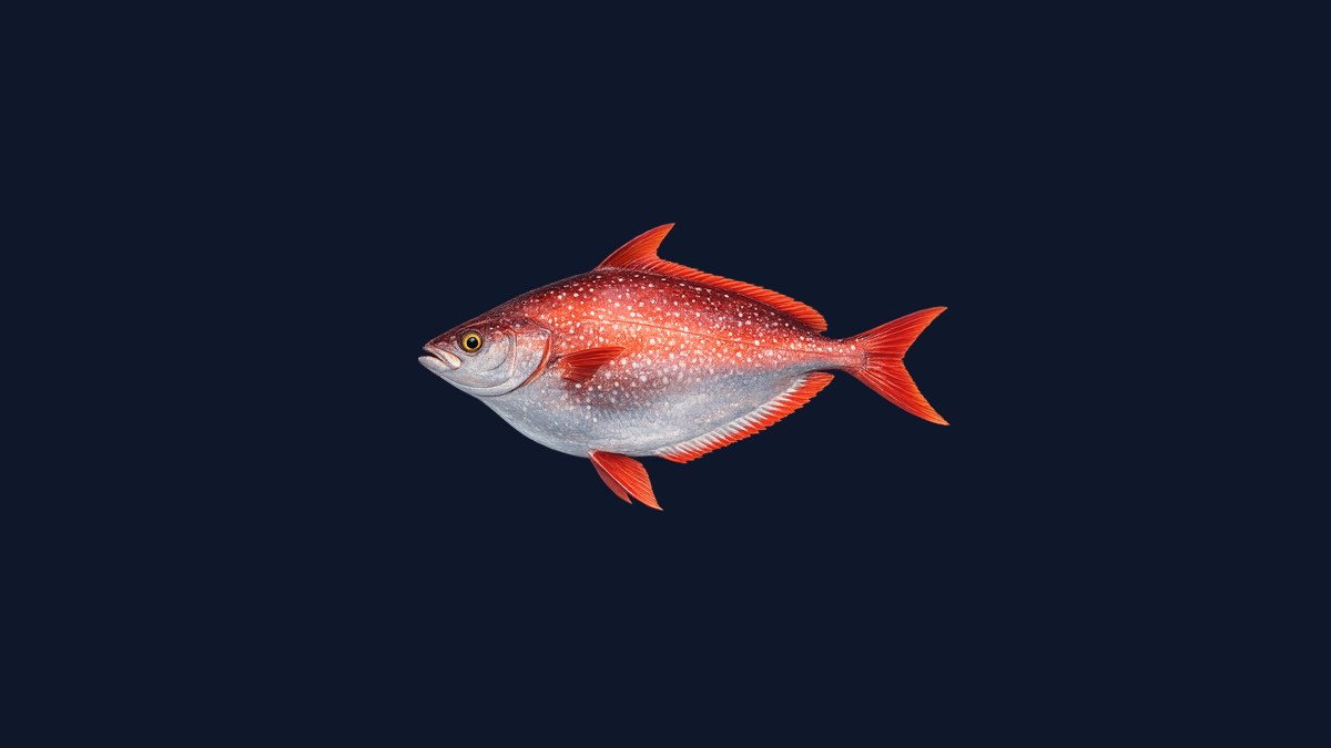 Opah moonfish studio illustration — large round silver body with white spots, red-orange fins, distinctive profile — against a black background.