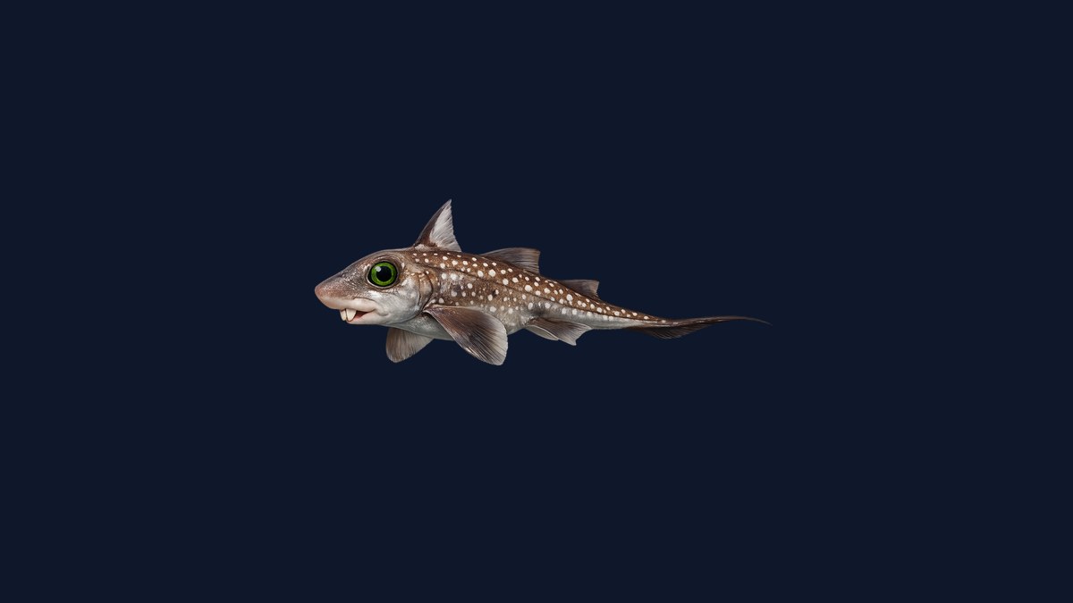 Spotted ratfish studio illustration — a chimaera with large eyes, silver-brown spotted body, a prominent venomous dorsal spine, and a long pointed tail against a dark blue background.