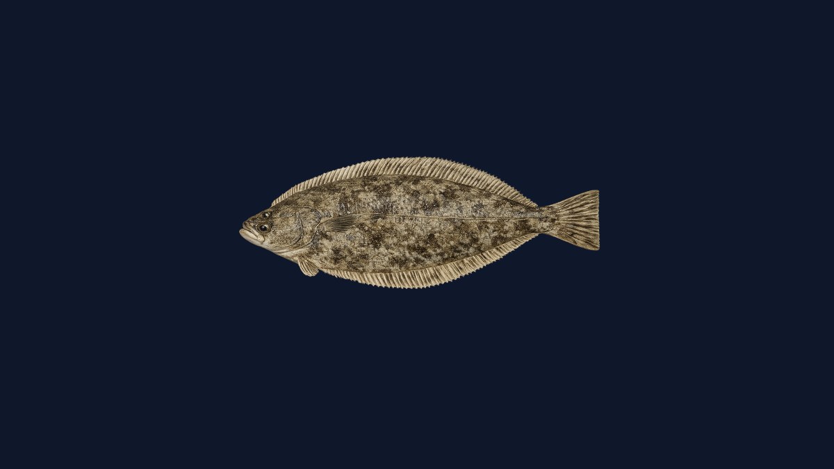 Rock sole studio illustration — right-eyed flatfish with brownish mottled pattern and rough-edged scales on a black background.