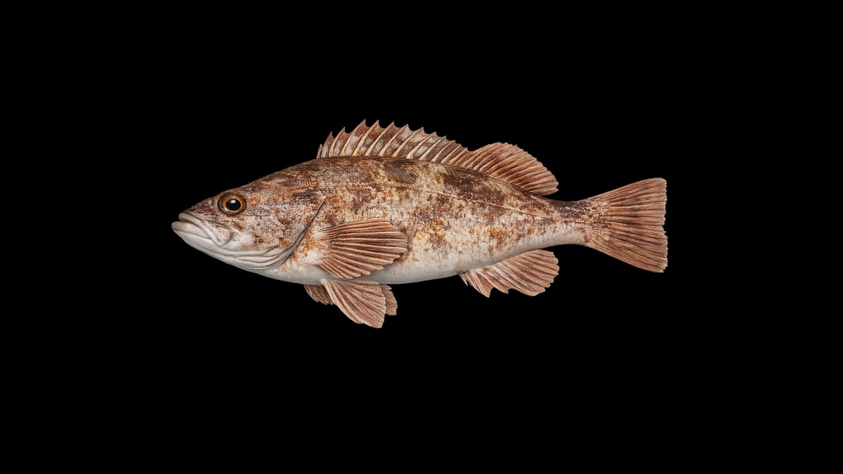 Rockfish studio illustration — red-orange body with mottled spines and distinctive rockfish profile — against a black background.