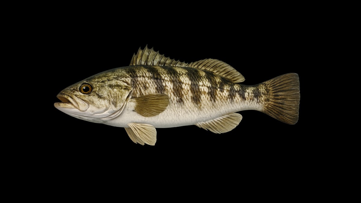Barred sand bass studio illustration — pale tan body with vertical bars — against a black background.