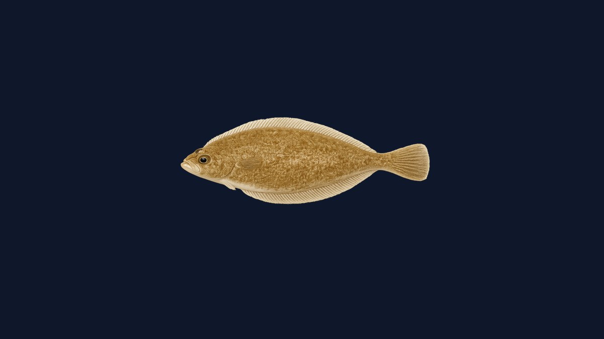 Pacific sanddab studio illustration — small left-eyed flatfish with mottled brown coloring on a black background.