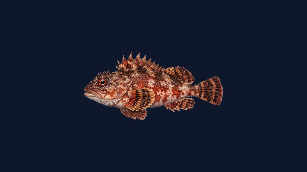 California scorpionfish studio illustration — mottled red-brown Scorpaena with prominent spiny dorsal and venomous spine array against a black background.