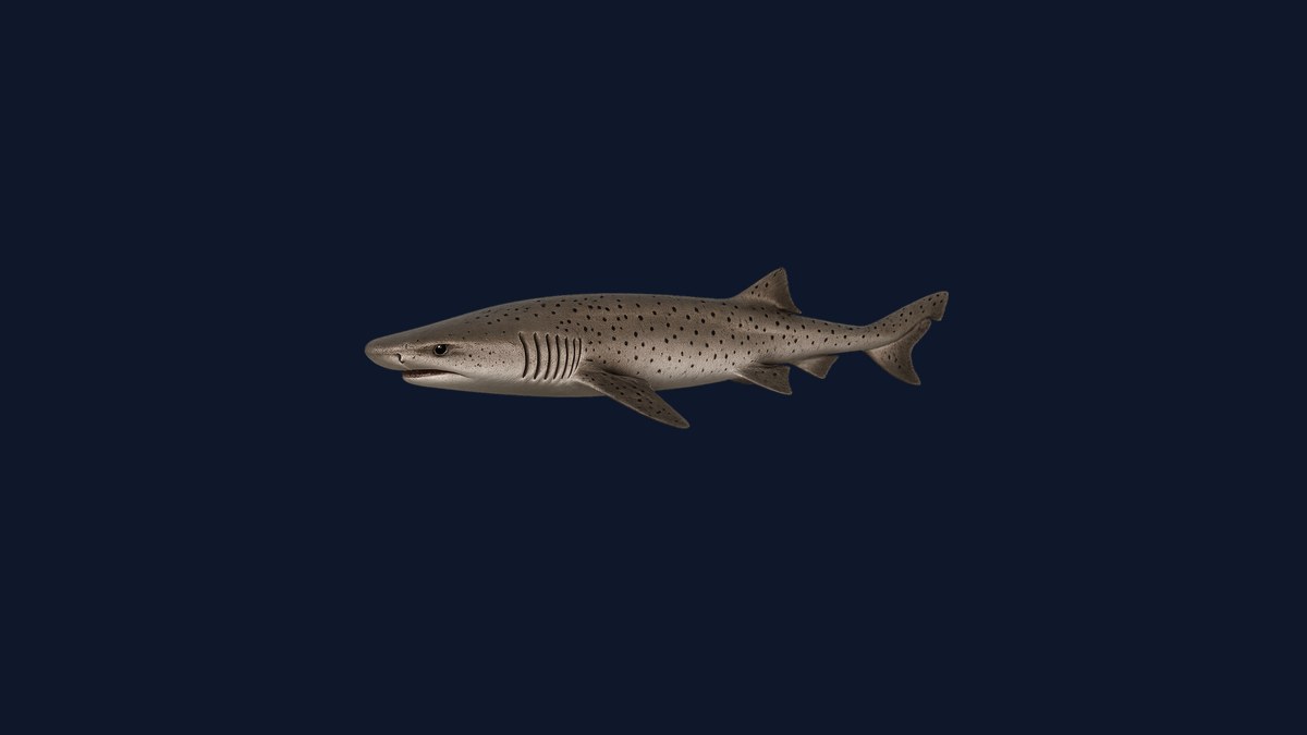 Broadnose sevengill shark studio illustration — stocky shark with seven visible gill slits, gray-brown body with scattered dark spots, broad flat head, against a black background.