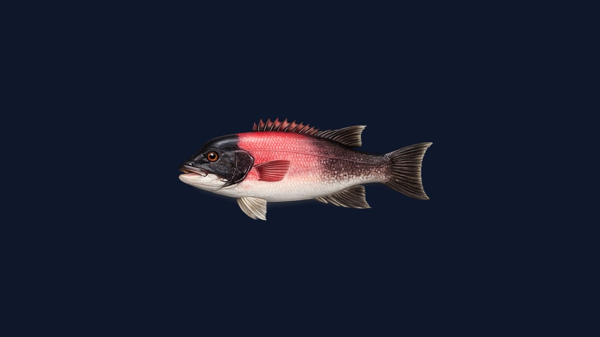California sheephead studio illustration — male with red body, white chin, and black head — against a black background.