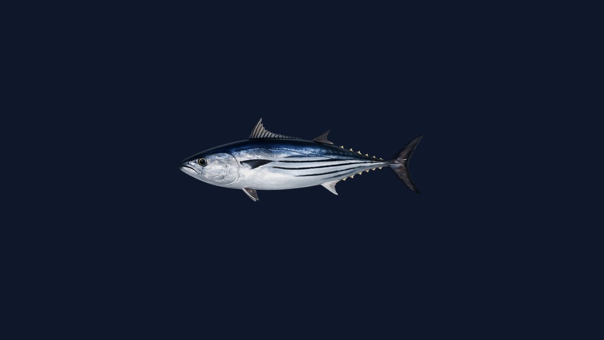 Skipjack tuna studio illustration — dark blue back, silver belly with four to six horizontal dark stripes — against a black background.