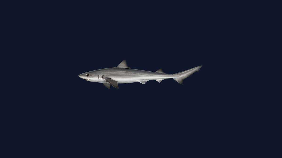 Soupfin shark studio illustration — slender shark with large pectoral fins, dark gray-brown dorsal surface, white ventral surface, prominent second dorsal fin, against a black background.