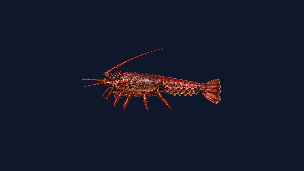 California spiny lobster studio illustration — rust-red carapace with long spiny antennae and no claws, against a black background.