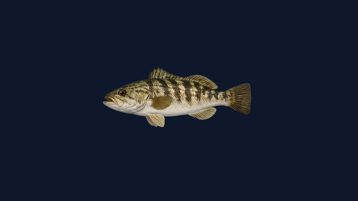 Spotted sand bass studio illustration — brown body with dark spots and faint vertical bars — against a black background.