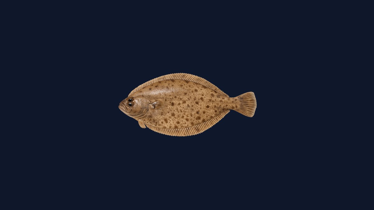 Starry flounder studio illustration — dark flatfish with distinctive orange-and-black banded fins and star-shaped tubercles against a black background.