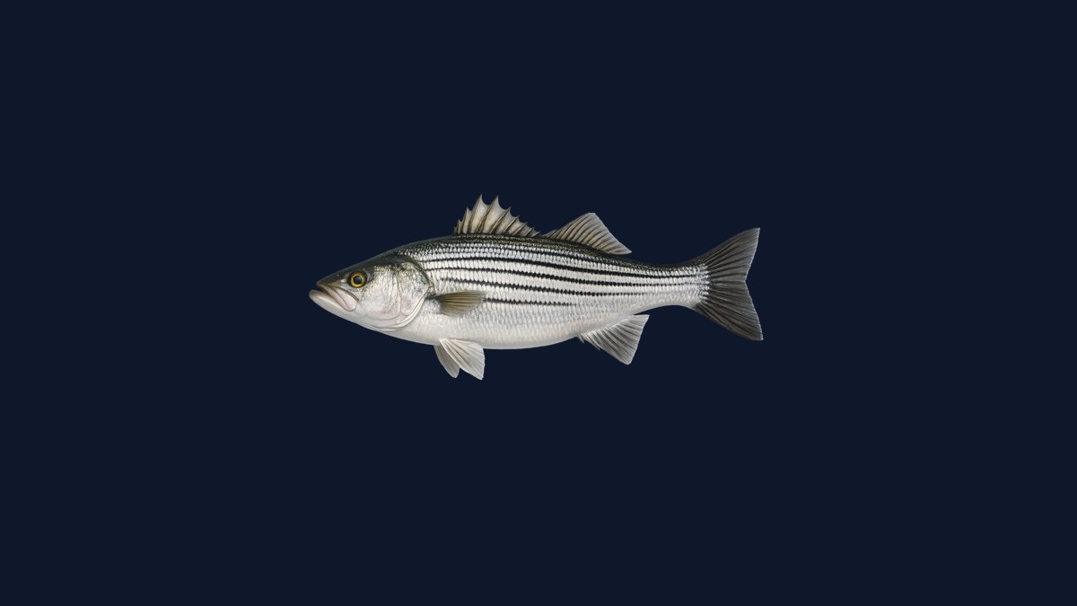 Striped bass studio illustration — silver flanks with bold horizontal black stripes — against a black background.