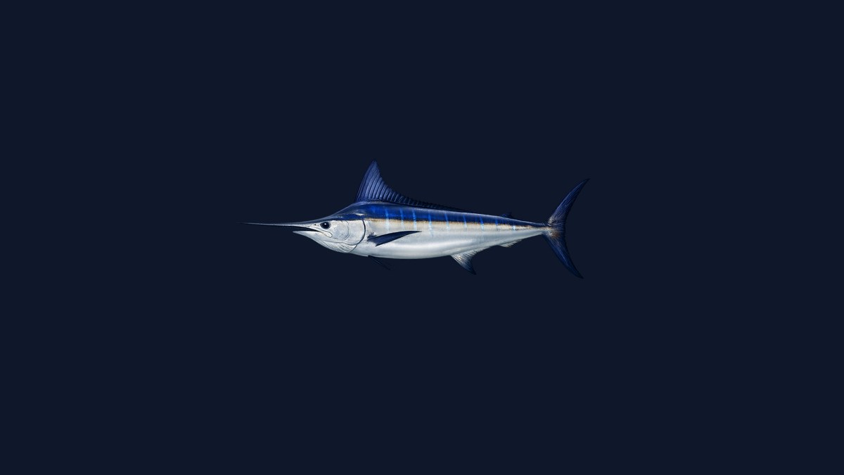 Striped marlin studio illustration — cobalt blue back, silver flanks with pale vertical stripes, long bill and large dorsal fin — against a black background.