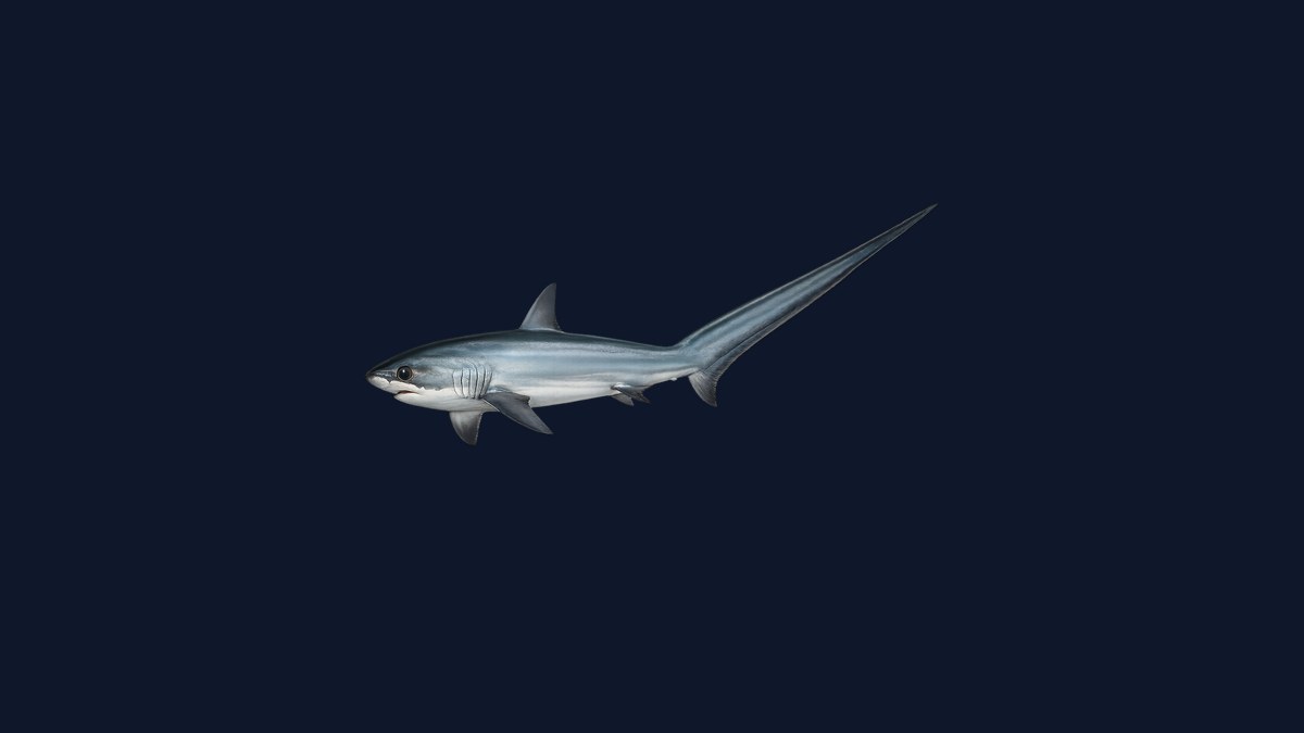Common thresher shark studio illustration — shark with elongated upper tail lobe as long as the body, blue-gray back, white belly, against a black background.
