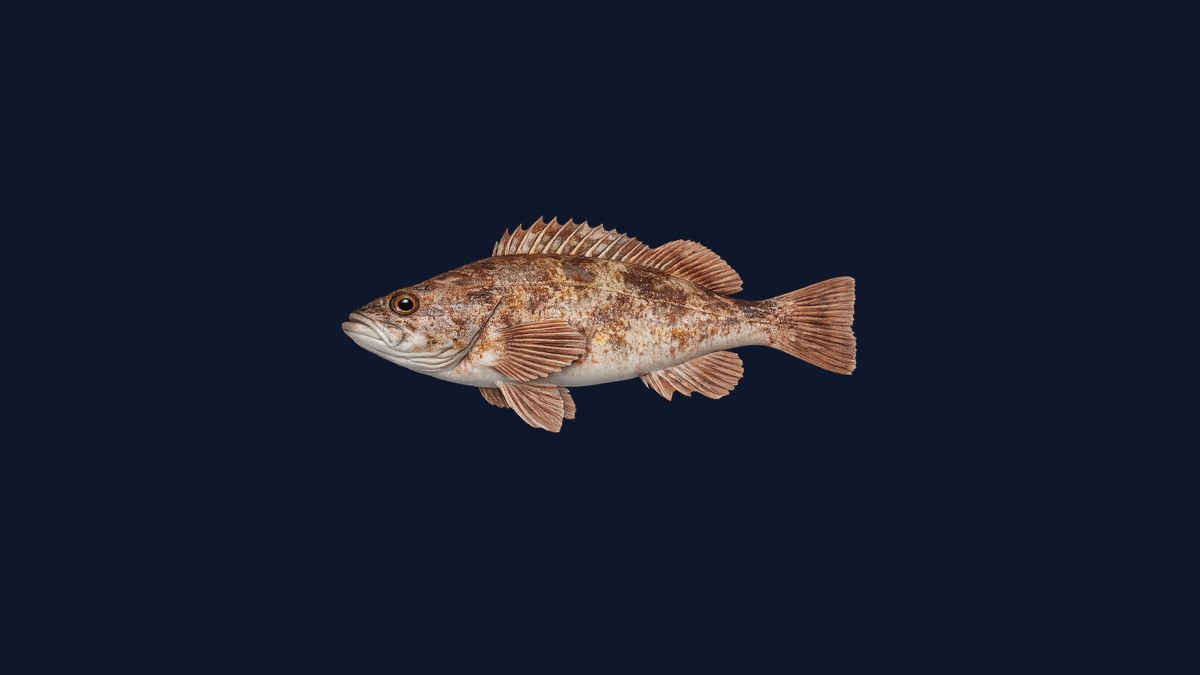 Treefish studio illustration — yellow and black striped rockfish with pink-tipped spines and distinctive barber-pole pattern against a black background.