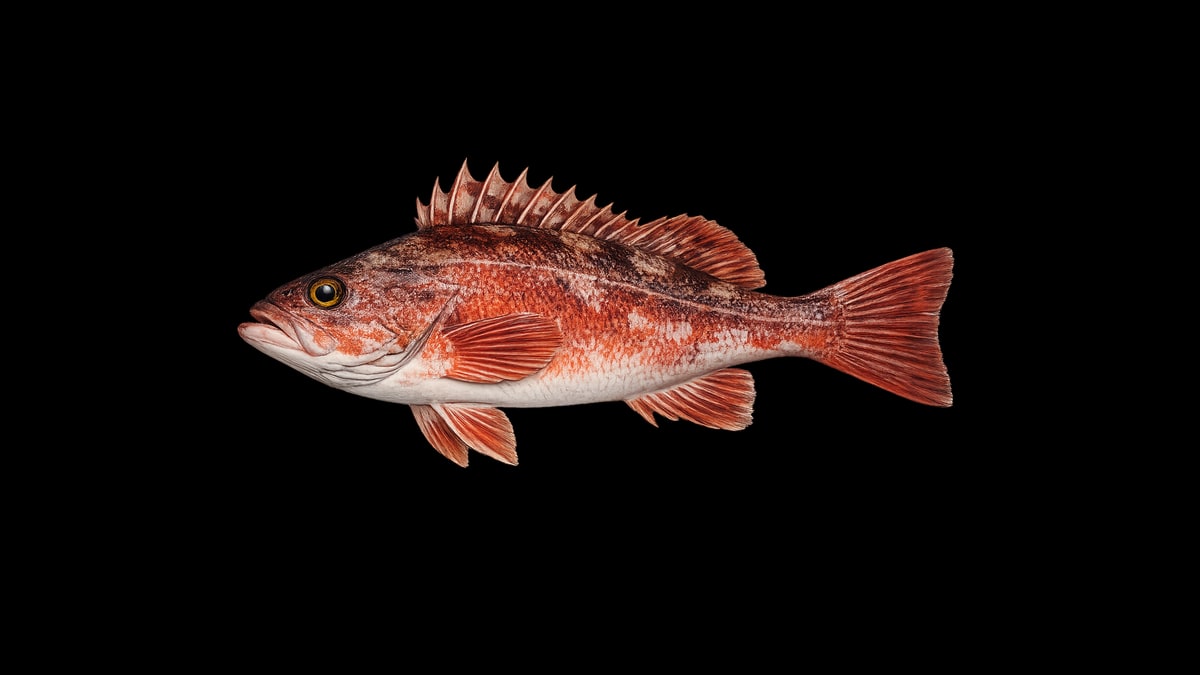Vermilion rockfish studio illustration — bright red-orange body with spiny dorsal fin and distinctive rockfish profile against a black background.
