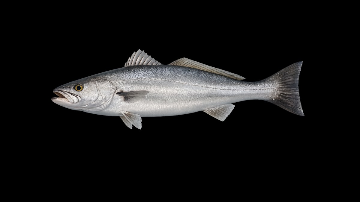 White seabass studio illustration — silver flanks, dark back, long body profile — against a black background.