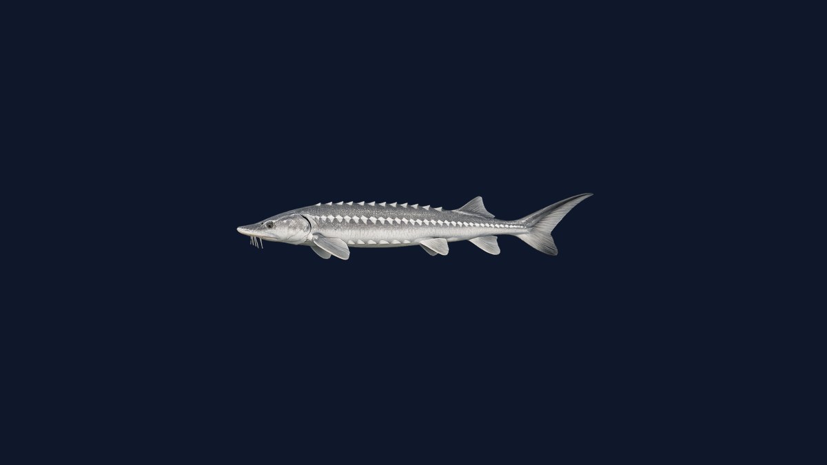 White sturgeon studio illustration — massive armored prehistoric fish with rows of scutes and a long rostrum against a dark background.