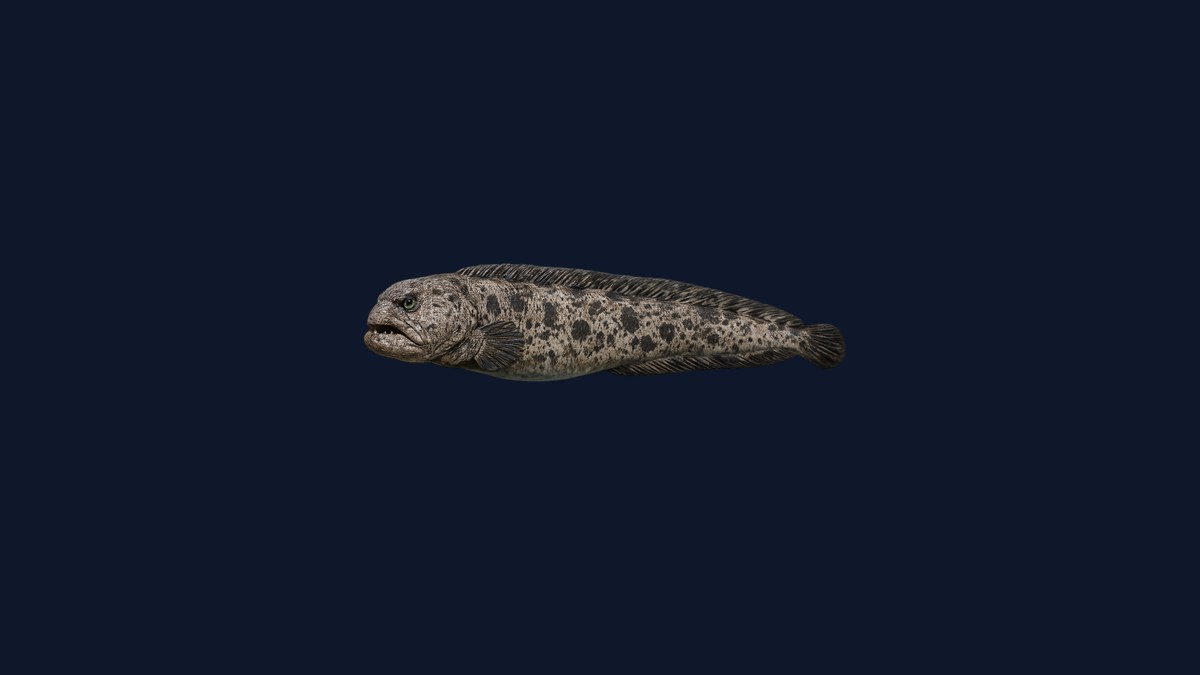 Wolf eel studio illustration — long serpentine fish with a large blunt head, visible crushing teeth, and ocellated (spotted) pattern against a rocky background.