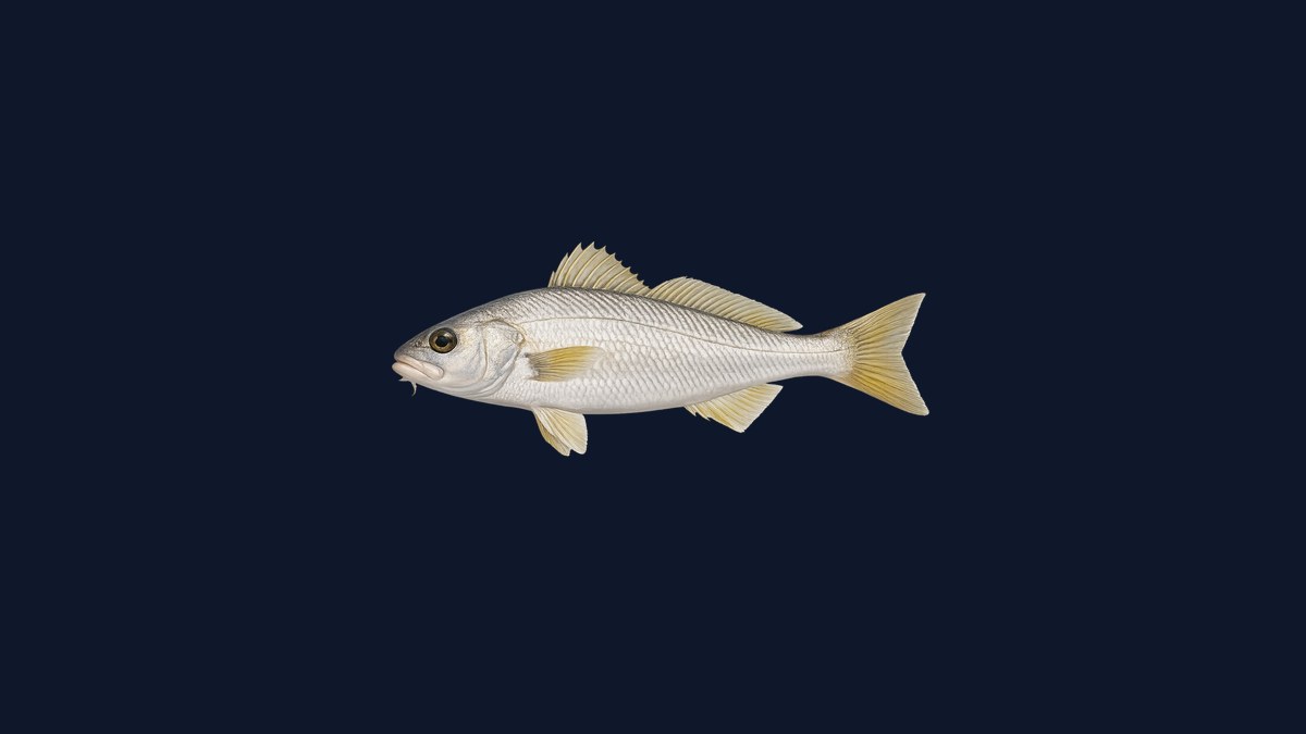 Yellowfin croaker studio illustration — silver-bodied croaker with vivid golden-yellow fins against a light background.