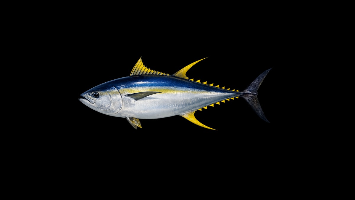 Yellowfin tuna studio illustration — iridescent blue back, silver flanks, yellow finlets along the tail — against a black background.