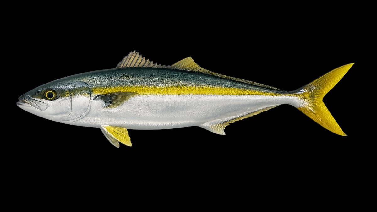 Yellowtail studio illustration — sleek gold-and-silver jack profile with distinctive yellow tail fin against a light background.